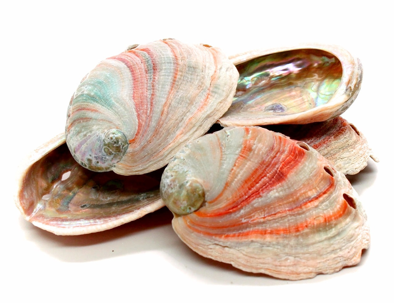 Abalone Shell, Small, Red, 4in