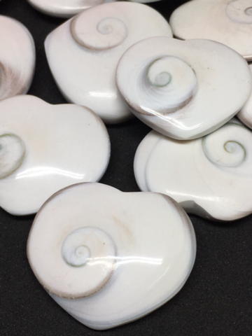 Shiva Eye Shell, Multi Shape