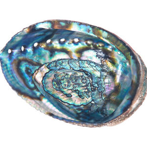 Abalone Shell, Large, 6 to 7in dia