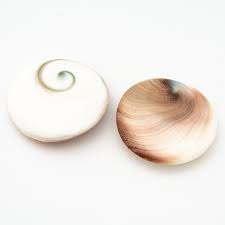 Shiva Eye Shell, Multi Shape