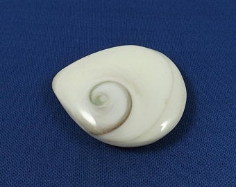 Shiva Eye Shell, Multi Shape