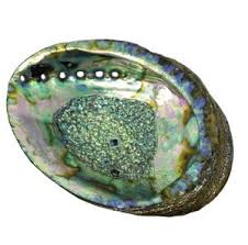 Abalone Shell, Medium, 5 to 6in dia