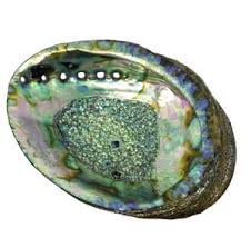 Abalone Shell, Large