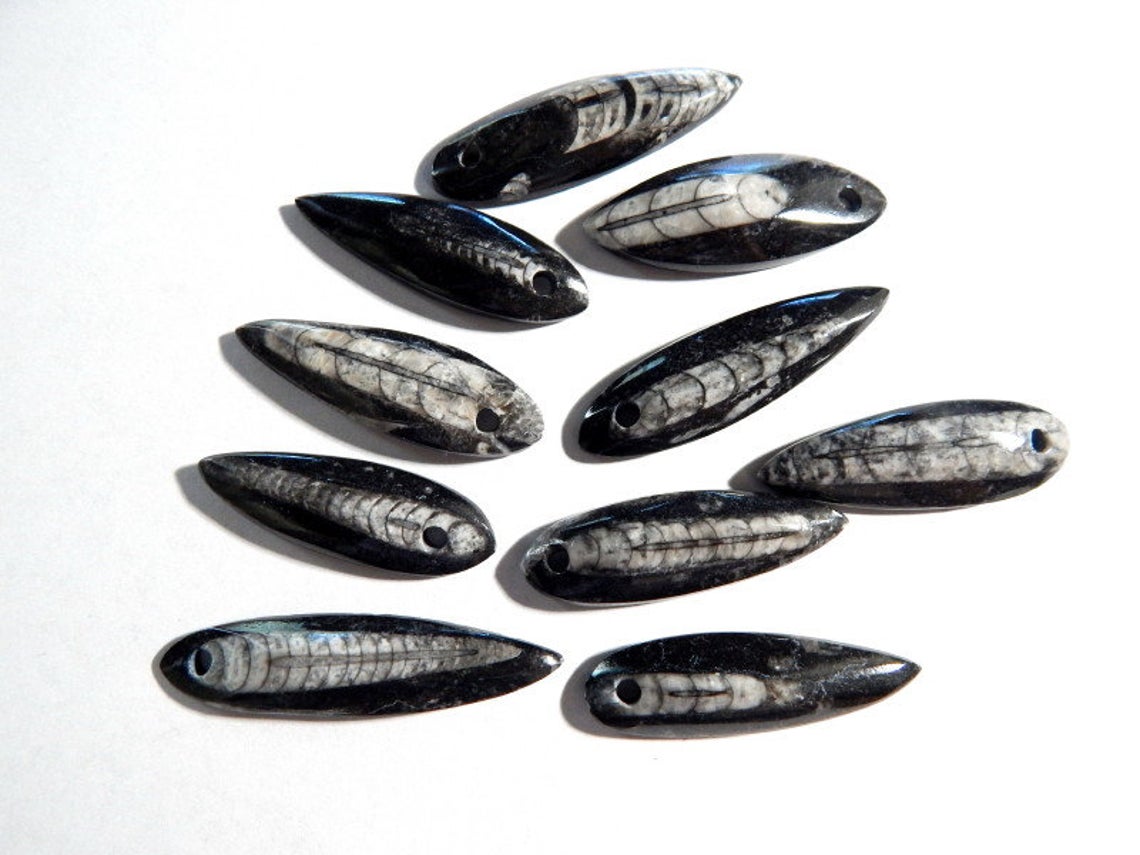 Orthoceras Fossil with Hole up to 2", 10pk