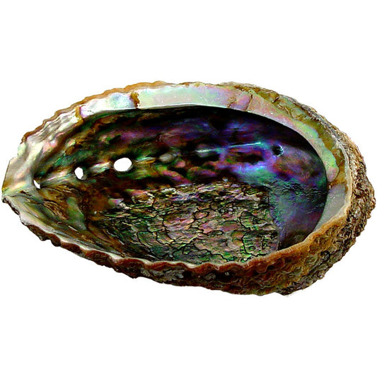 Abalone Shell XLarge 7+ in dia